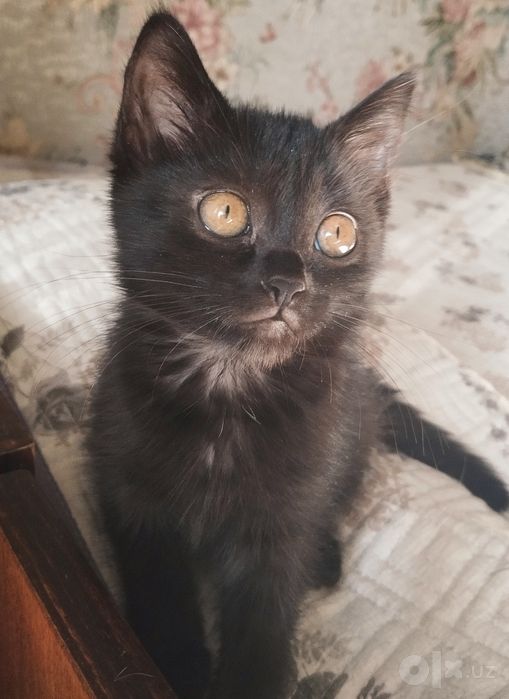 Кошечка Мия (3 мес)