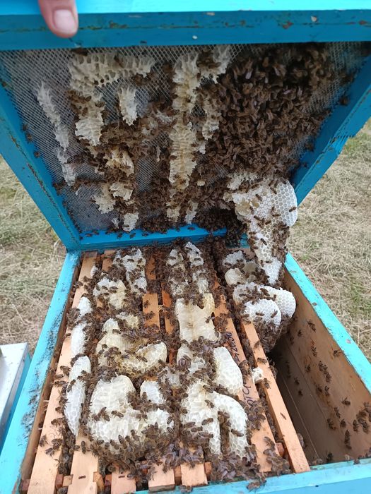 Vand miere poliflora