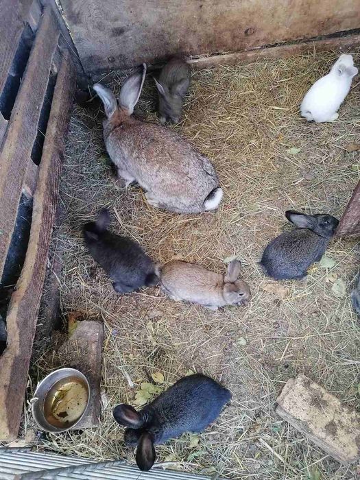 Зайци за гледане или месо