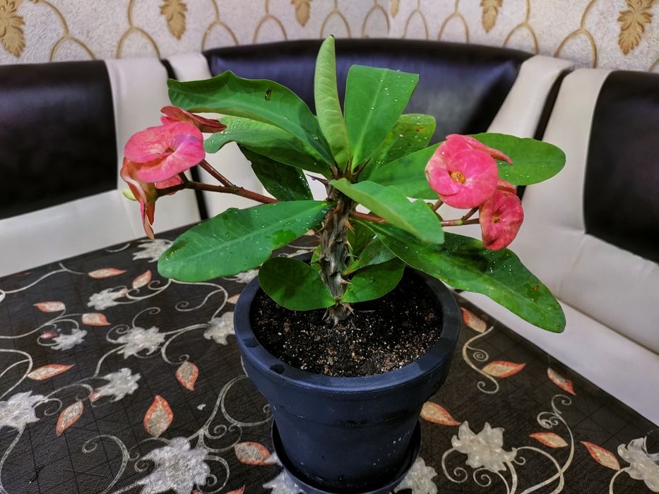 Подарки для женщин!!! Доставка