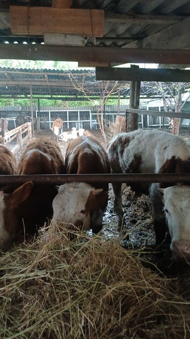 Бычки породы "Симментал"