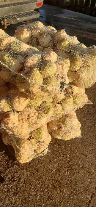 Vând țelina radacină