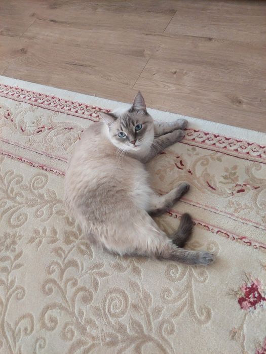 Кошка полусиамка