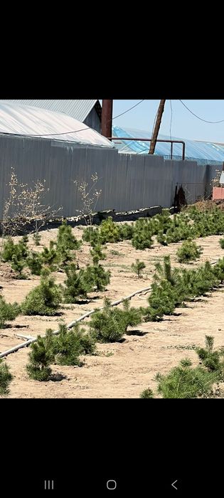 Продам сосны оптом и в розницу