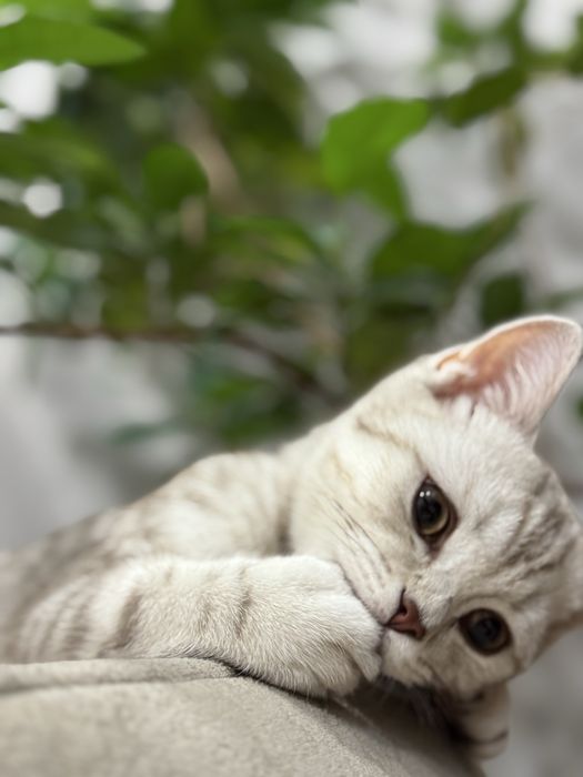 Отдам котика в хорошие руки