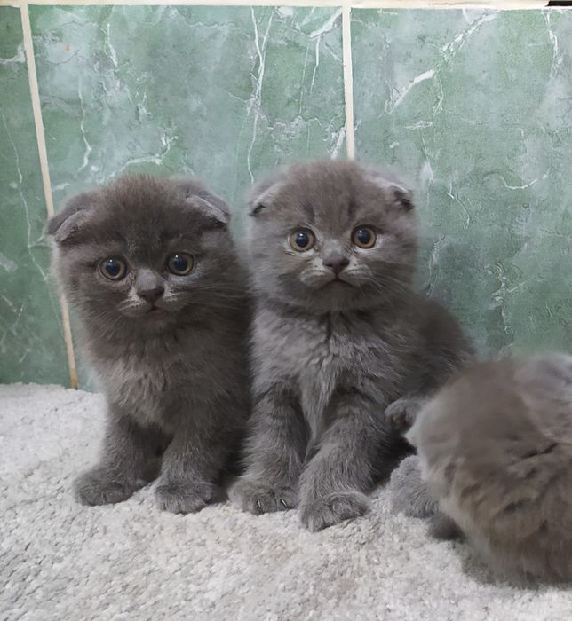 Чистокровные Шотландские Вислоухие котята Фолд