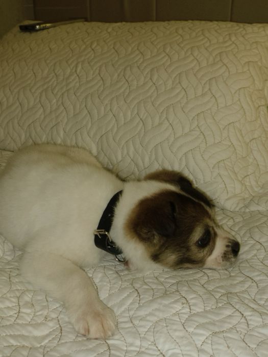 отдам щенка (девочка, 1–1,5 месяца) бесплатно