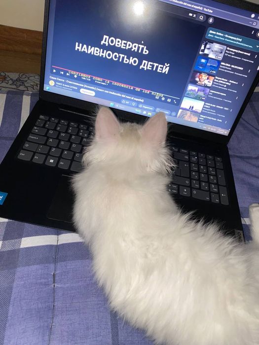 Turk angora mushugi sotiladi