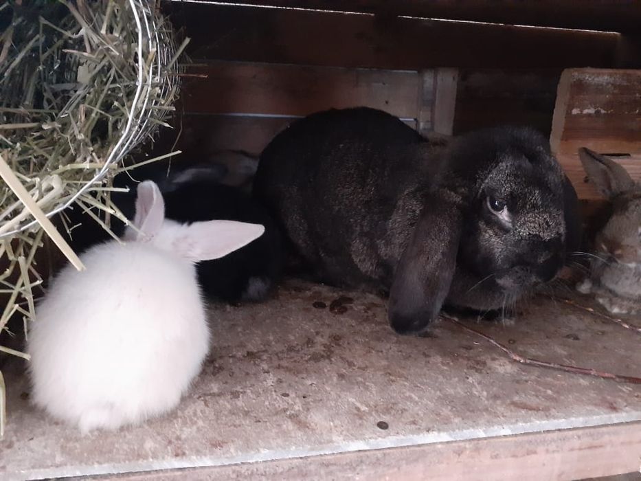 Продам кроликов!
