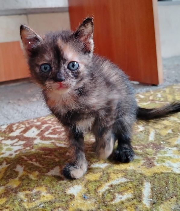 Отдам котят в добрые руки