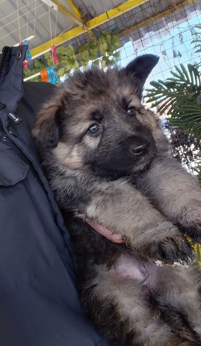 Щенки Немецкой овчарки