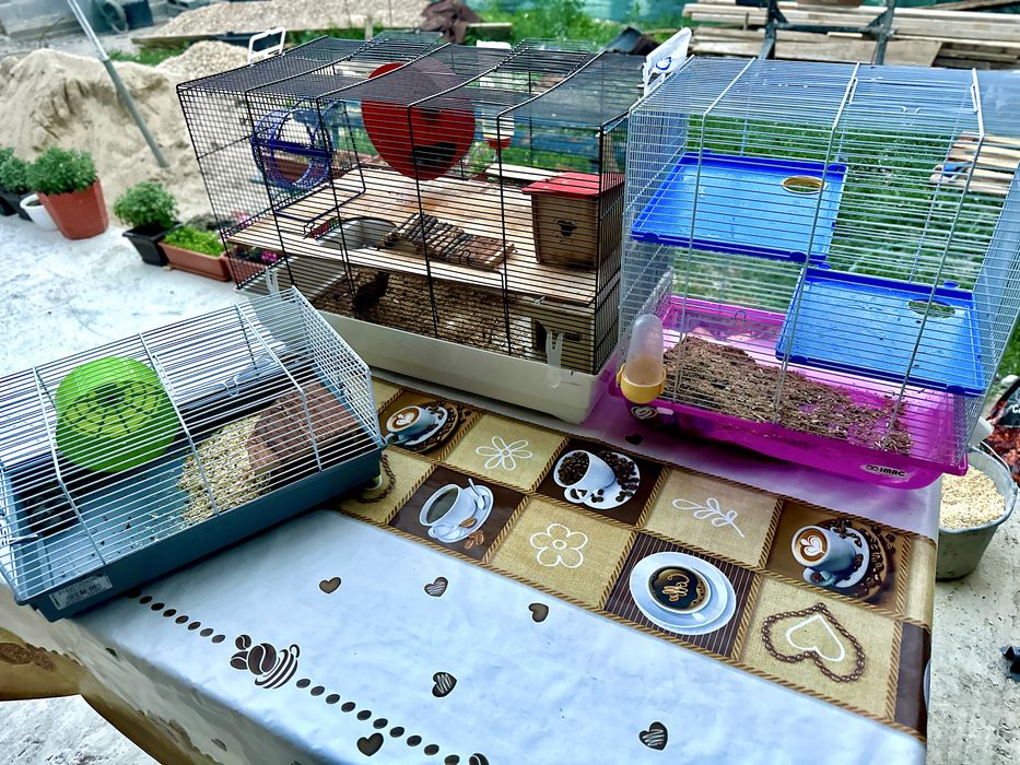 Hamster sau hamsteri