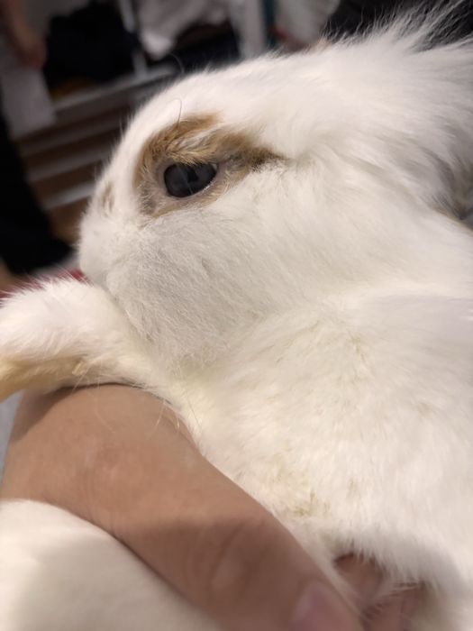 Кролик с едой с клеткой и тд