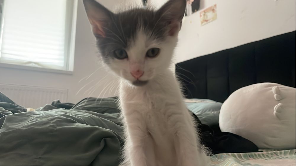 pisica spre adoptie