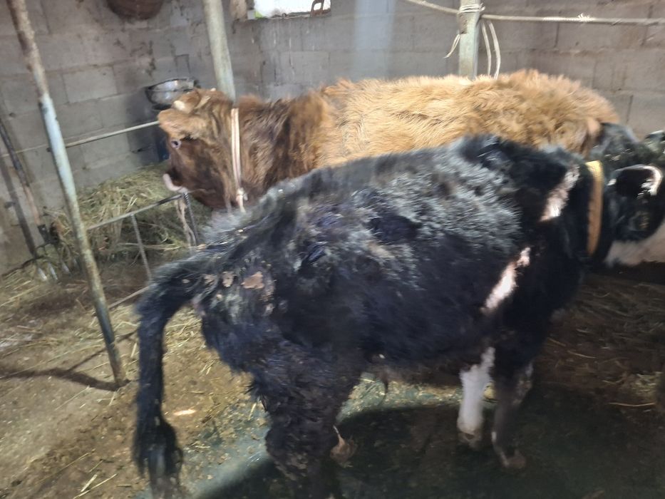 Домашние бычки хорошие