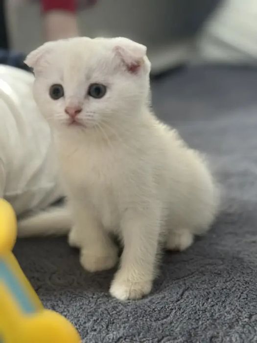 Котенок вислоухий