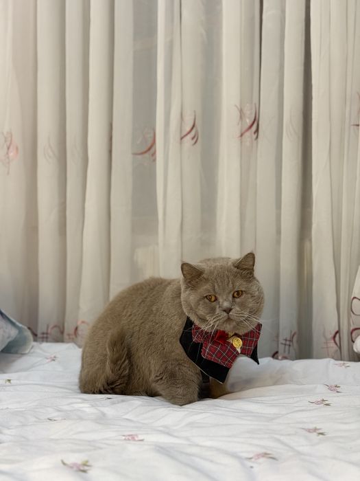 Вязка Британец кот