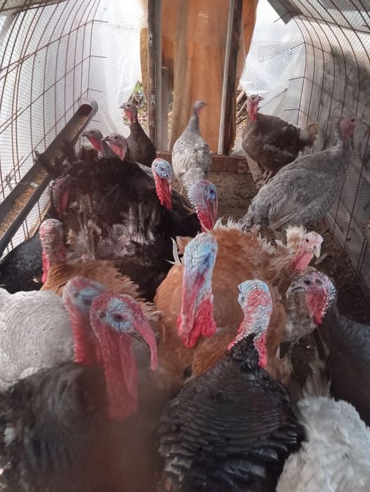 Пуйки и пуяци продава