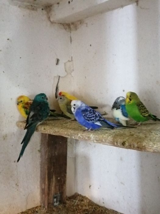 Papagali peruși, zebre australiene, nimfede vânzare.