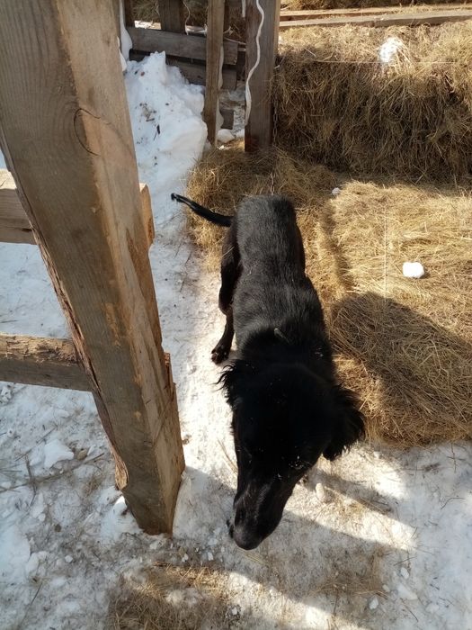 Тазы шашак кушик сатылады