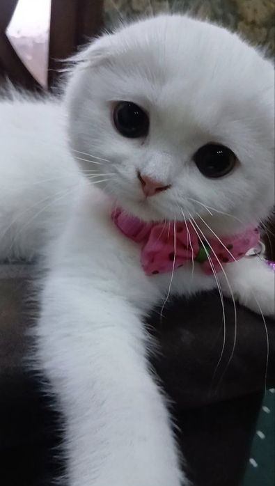 Scottish fold qizaloq shiringina