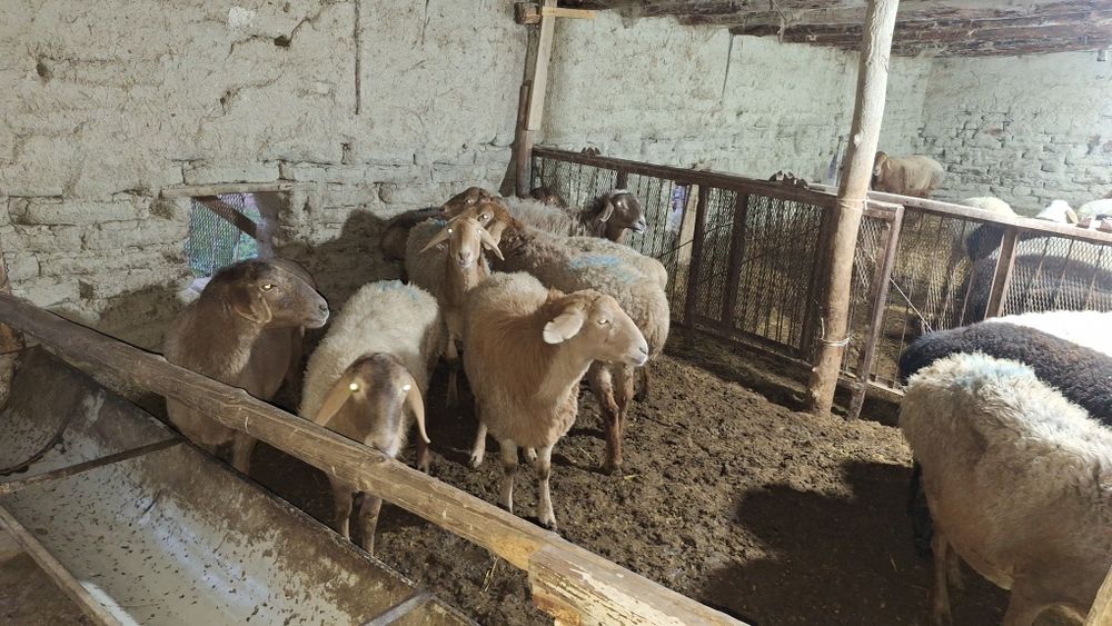 Bugʻoz qòylar sotiladi qirgʻizni qòylari