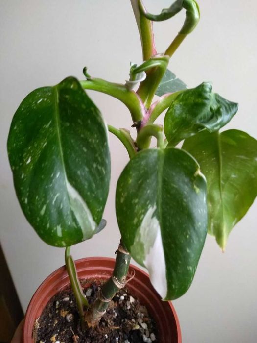 Филодендрон Белый Рыцарь -для дома и офиса