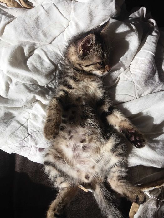 Отдам котенка в добрые руки