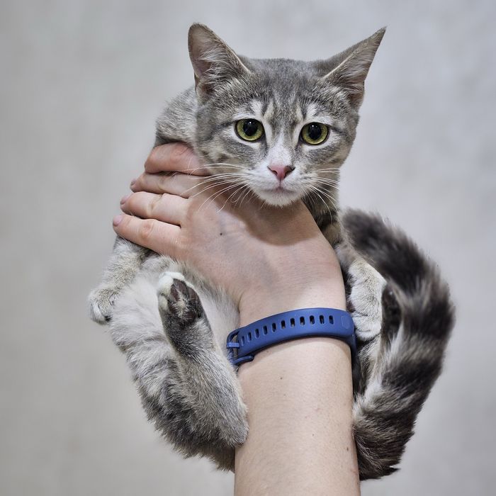 Кошечка Тиша ищет дом. Ташкент!