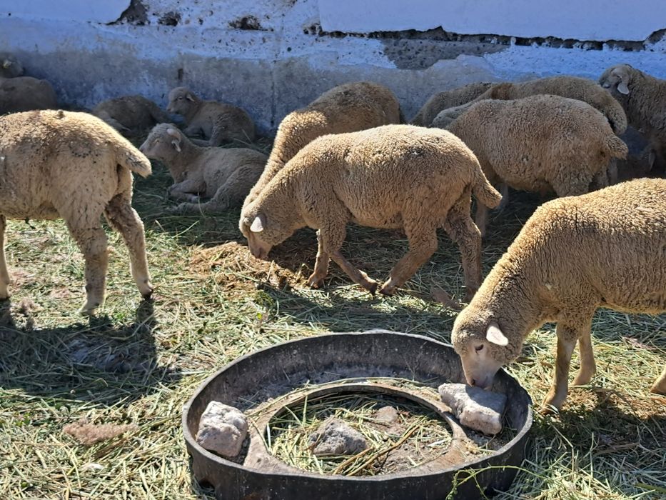 Еркек токты 20 бас