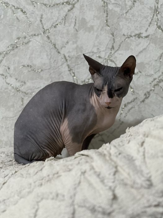 Кошка канадского сфинкса