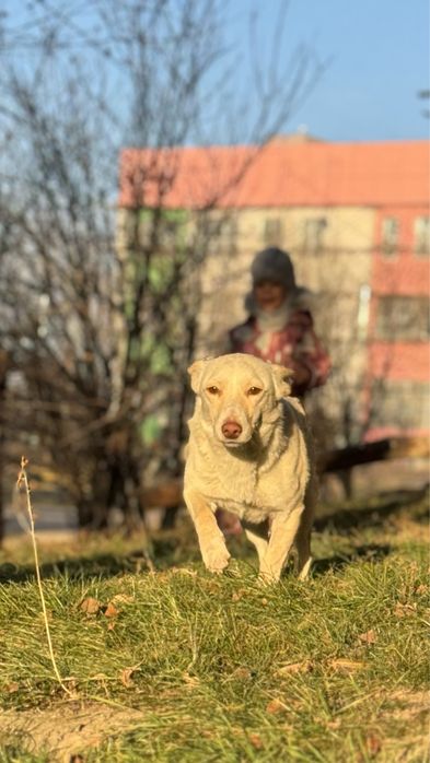 Бэлла ищет себе хозяина