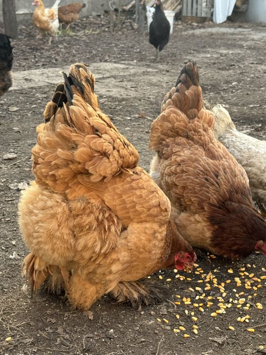 Продам кур брамы