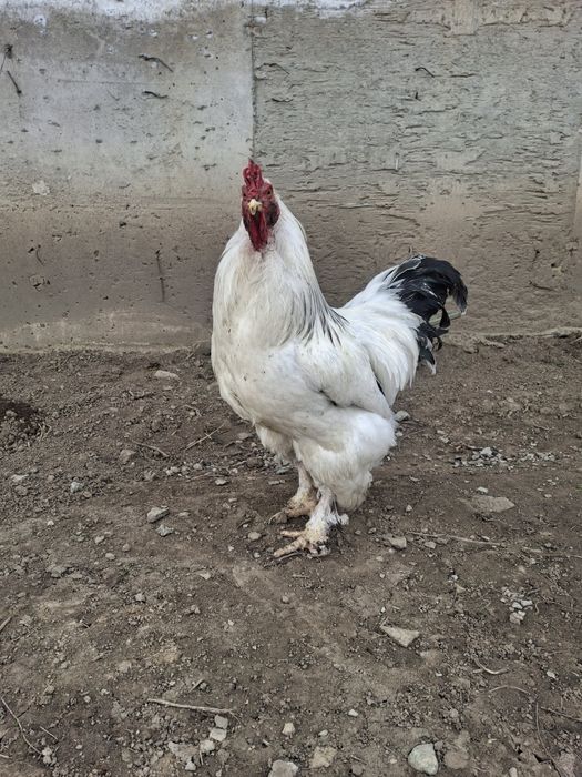 Брама кораз сатылады