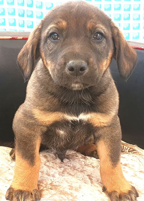 ЩеняТки разных окрасов ждут любящих хозяев