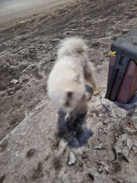 Собака       ...