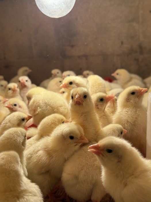 Цыплята бройлеры кобб 500