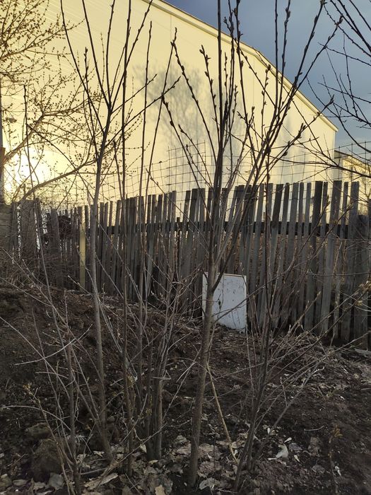 Продам черемуха красную