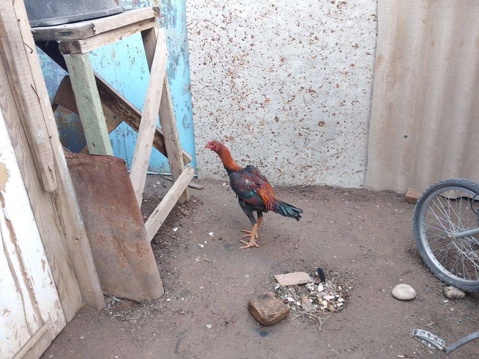 Sotiladi jöja xòroz