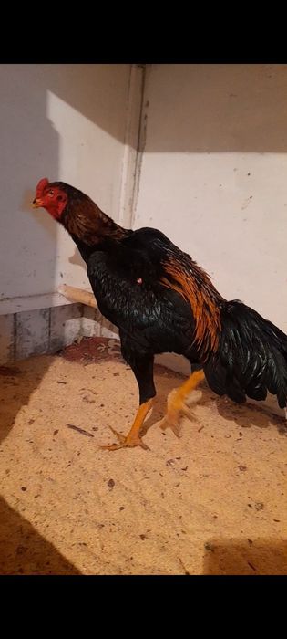 Бойцовы петтух  сатылады