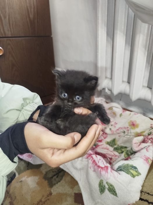 Отдам кошку и котенка