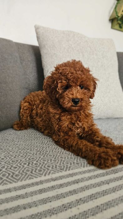 Toy poodle red brown