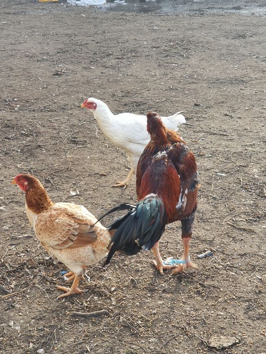 Gaini combatant malaezian