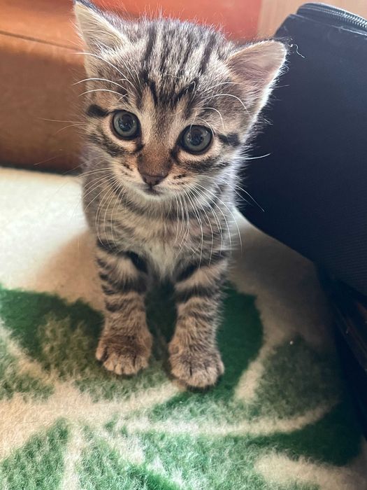 Puiuti pentru adoptie