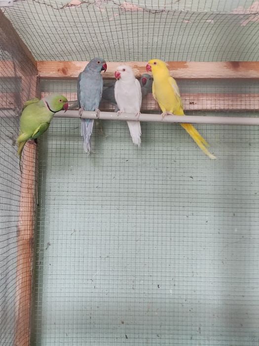 Папагали на добри цени