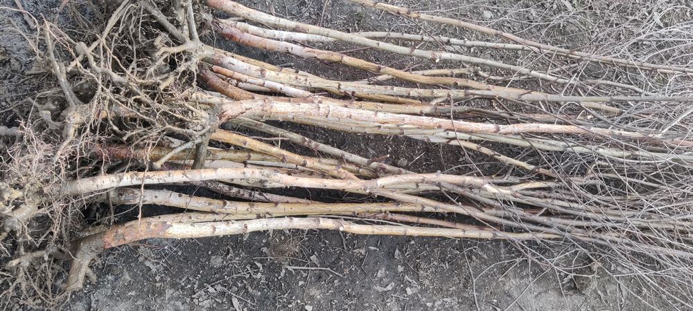 Puieți de mesteacăn înălțimea de 2 metri