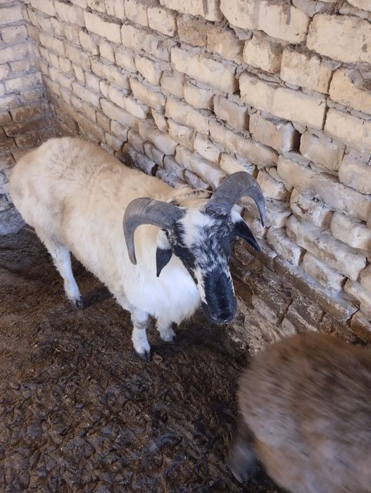 Барралар келишилган нархда сотилади