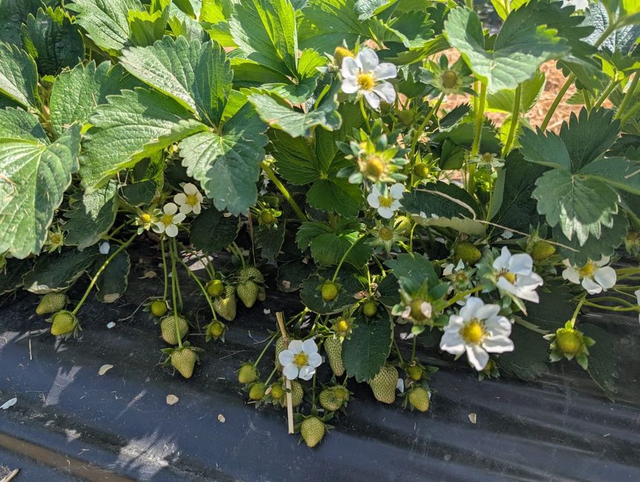 Stoloni capsuni 4 ron