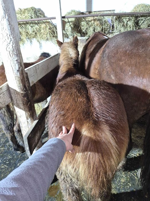 De vanzare, manza, 6 luni