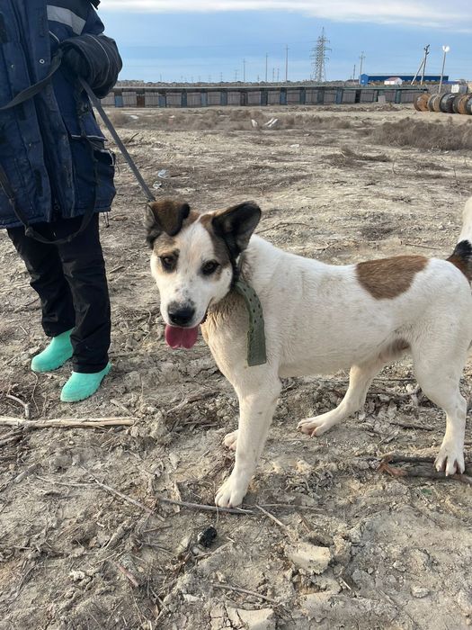 Отдам в добрые руки